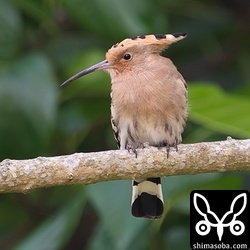 枝で休憩するヤツガシラ。