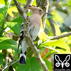 牧場にいたヤツガシラ。もう一羽いましたが、カラスに追われていました。