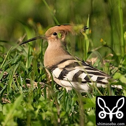 公園のヤツガシラ。木の根元で餌を探していました。同じ所にクロウタドリもいましたが、こちらもカラスに追われて茂みに隠れてしまいました。
