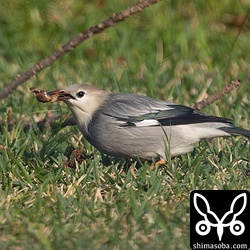 ギンムクドリのオス。落ちたオオバアコウの実を数羽の群れが食っていました。