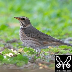 ハチジョウツグミと思ったけど違和感が…。ハチジョウツグミとワキアカツグミとの雑種の可能性がありそうです。