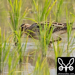 夏羽に変わりつつあるタシギ。
