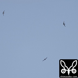 上空にアマツバメの群れが10羽ほど。