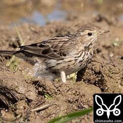 換羽中のムネアカタヒバリ。換羽のステージはさまざまで一羽ずつの観察が楽しい時期です。