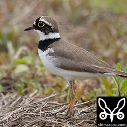 コチドリはすっかり夏羽で美しい姿に変わっています。