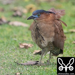 婚姻色が濃く出ているズグロミゾゴイのオス。