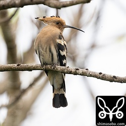 ヤツガシラの鉄板ポイントを車で流していると枝に止まる個体を発見。
