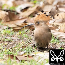 この日の石垣島はヤツガシラ少なめでしたが、翌日からは再び増えました。