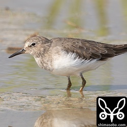 今季初のオジロトウネンは2羽で到着。