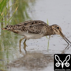 タシギは入れ替わりながら数を増やしています。