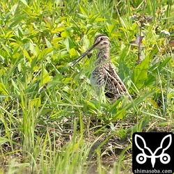 2月にはまとまった群れで入ったタシギですが、いまはばらばらとやってくる感じです。