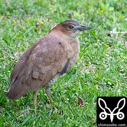 ズグロミゾゴイのメス。