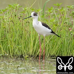 セイタカシギも渡りの序盤。