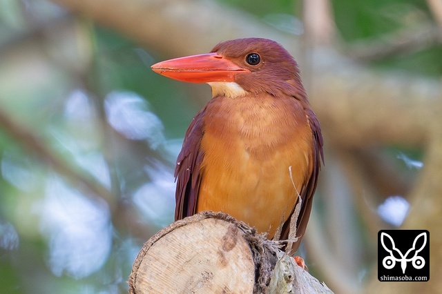 リュウキュウアカショウビン