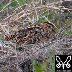 あぜでうずくまるタシギ。お疲れモードです。