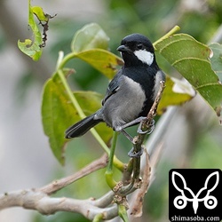 子育て中のイシガキシジュウカラは警戒鳴きしながら巣の周りをうろうろしていました。