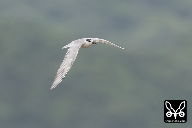 クロハラアジサシ