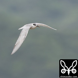 今季初のクロハラアジサシ。少しだけ夏羽が出ていました。