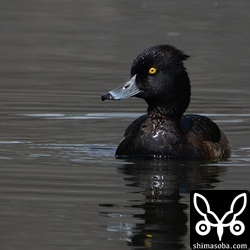 ダムでは多くのキンクロハジロが越冬していますが、この個体はなぜか小さな沈砂池で越冬しています。