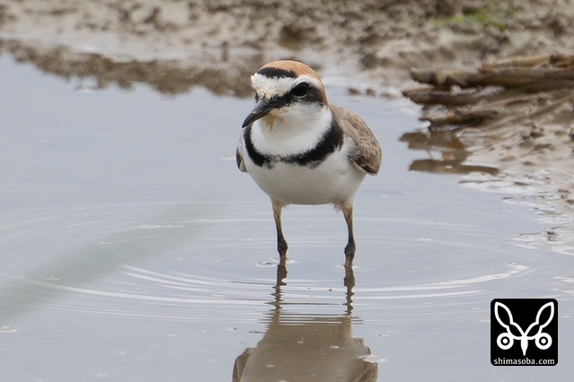 ハシボソシロチドリ