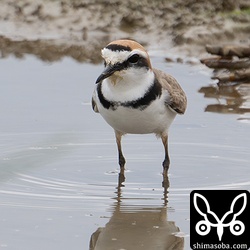 上と同個体。胸のリングはこんな感じ。