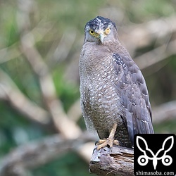 左目が見えないカンムリワシ。厳しい冬を越し、なんとか命をつないでいます。