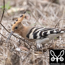 こちらはサトウキビ畑にいたヤツガシラ。例のごとくゴキブリを捕まえていました。