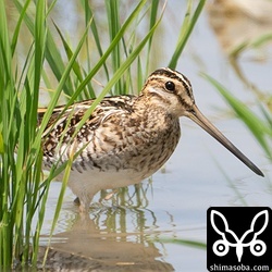稲もどんどん伸びてきて、あぜ以外では見つけるのが難しくなります。春のジシギはこれがやっかいです。