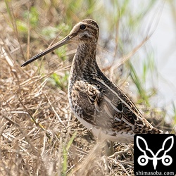 緊張ぎみのタシギ。