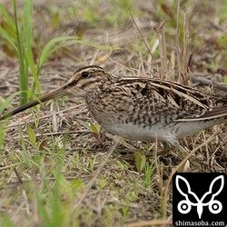 伏せながらあぜを移動するタシギ。カタグロトビを警戒しています。