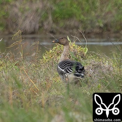 小型のヒシクイ。ツンドラ型でしょうか。