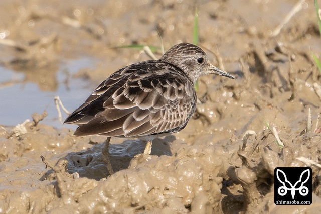 ヒバリシギ