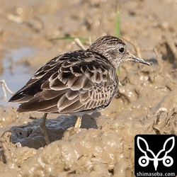 ヒバリシギは数羽の群れ。まだまだ増えます。早く夏羽が見たいですね。