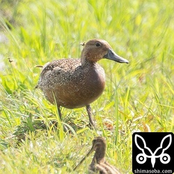 カルガモの群れに1羽だけ混じるオナガガモのメス。