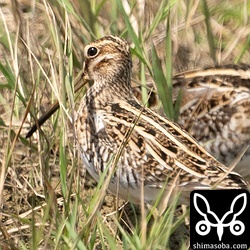 このタシギは、とても素晴らしい個体です。このタイプはなかなかお目にかかれません。
