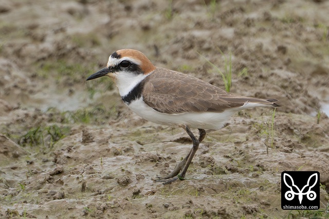 ハシボソシロチドリ