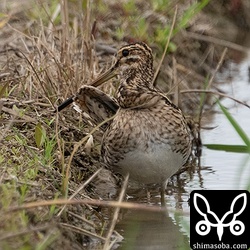 あまり需要はありまえんが、タシギの尾羽。