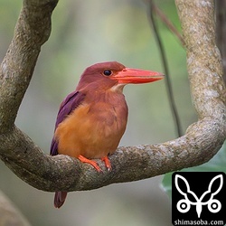 ブランコのようなツル植物に止まるアカショウビン。この個体は、すでにペアを形成していました。