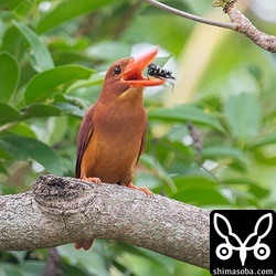 ゴマダラカミキリを襲うアカショウビン。