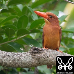 上と同個体。ヤツガシラと同じ場所で来島者の目を楽しませています。