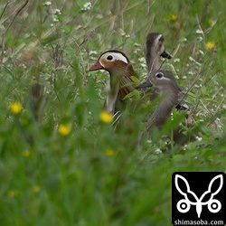 オシドリのオスとメス。数日前から仲良く行動を共にしているのでペアでしょうか。
