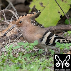 ゴキブリを捕まえたヤツガシラ。石垣のヤツガシラと言えばゴキブリというぐらいゴキブリばかり食っています。