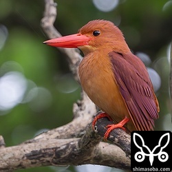 特に警戒心のないアカショウビン。3メートルほどの距離に止まりました。