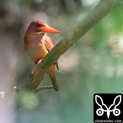 ついでにアカショウビン。