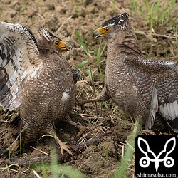 足元に獲物のサキシママダラが転がっています。この後、右のオス成鳥がヘビをつかんで飛び去ってしまいました。