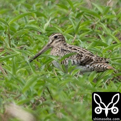 チュウジシギ。