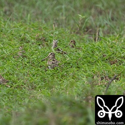 チュウジシギ5羽とハリオシギ1羽。