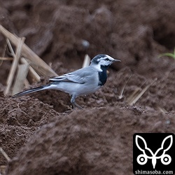こちらもタイワンハクセキレイの成鳥オスですが、完全夏羽にはもう少しです。