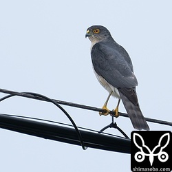 農道を車で走っていると後ろからリュウキュウツミが追い抜いていきました。探してみると電線にオスが止まっています。草むらのスズメを狙っているようでしたが、カラスにじゃまされていました。