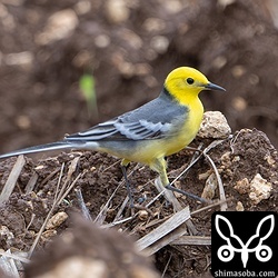 雨が降ったりやんだりでしたが、そういった感じの写真は離島の渡りって感じがしていいですね。
